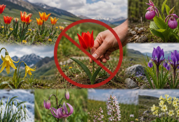 Бір гүл үшін 13 млн теңге айыппұл: Қазақстанда қандай өсімдіктерді жұлуға болмайды?