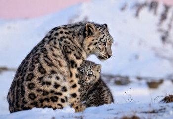 Female leopard and cub caught on camera in Kyrgyzstan