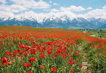 Фотограф рассказал, как увидеть цветение маков в горах Алматы