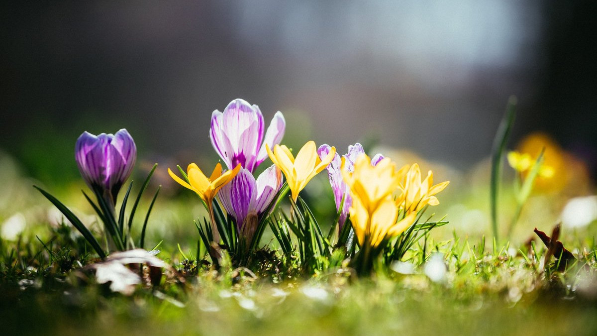 Patrick Daxenbichler| Shutterstock 