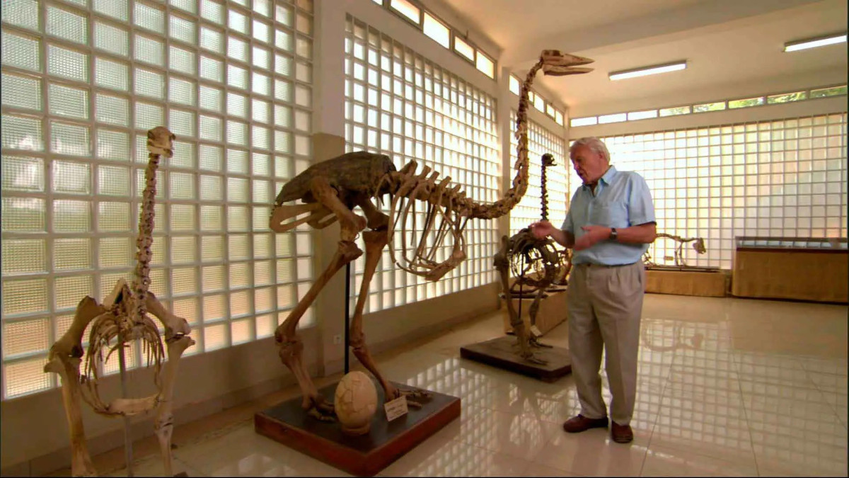  Attenborough and the Giant Egg 