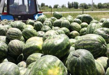 Қарбыз жинау маусымы басталды: жеміс-жидек таңдағанда нені ескеру керек?