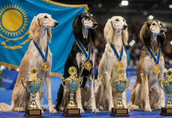 Төрт әлем чемпионы: қазақы тазы Италиядағы дүниежүзілік көрмеде тарихи жетістікке жетті