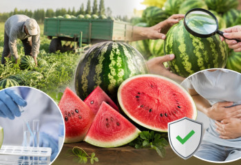 Қарбызды қалай таңдау керек? Көпшілік біле бермейтін кеңестер