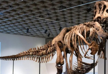 Tyrannosaurus skeleton sells for over USD 50 mln at auction