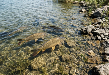 Гигантскую рыбу в горных водах Сибин снял очевидец