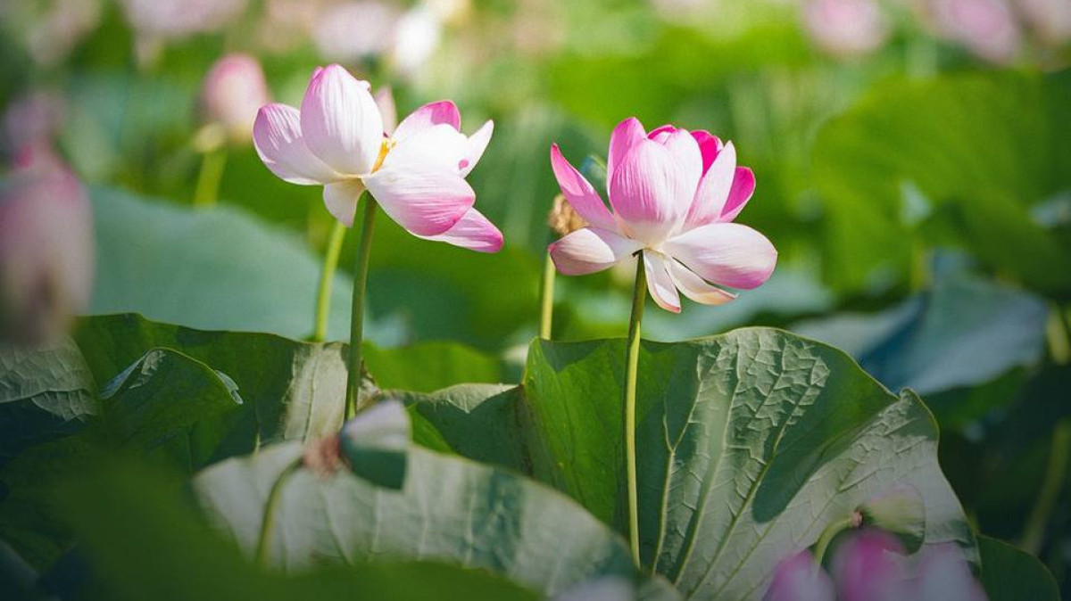 Lotus Fest-2026: Атырау облысындағы лотус фестивалі қалай өтті