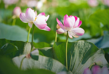 Lotus Fest-2026: Атырау облысындағы лотус фестивалі қалай өтті
