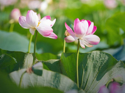Lotus Fest-2026: Атырау облысындағы лотус фестивалі қалай өтті
