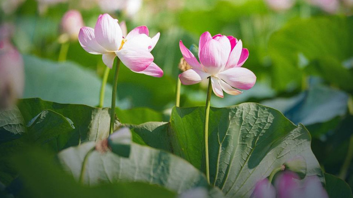 Lotus Fest-2026 в Атырауской области посетили более 40 тысяч человек