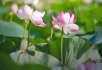 Lotus Fest-2026 attracts over 40,000 visitors in Atyrau region