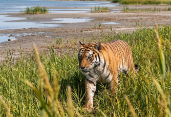Ümit takes a liking to a reed-covered beach on Lake Balkhash