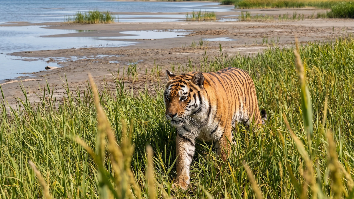 Ümit takes a liking to a reed-covered beach on Lake Balkhash