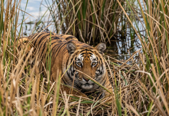 Tigress Umіt in Balkhash region: Residents to receive SMS alerts if it enters  village