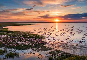 В краю розовых фламинго: в Коргалжыне проходит Flamingo Fest