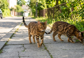 Бродячие бенгальские кошки осваивают Алматы: хозяева выбрасывают их из-за страха