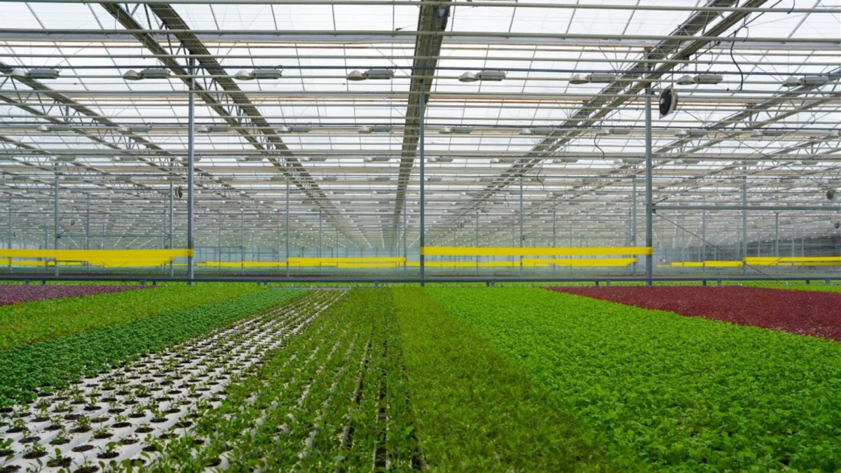 Share of agricultural raw material processing in Kazakhstan has almost doubled
