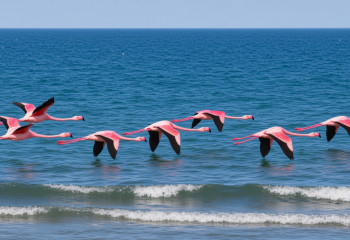 Pink flamingos return to Mangystau region