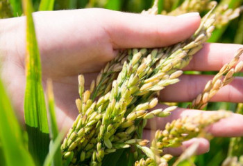 Күріштің сыртқы нарықтарға жеткізілім көлемі ұлғайды