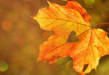 Тұман түсіп, үсік жүреді: 12-15 қазанға арналған ауа райы болжамы
