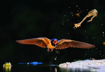 Табиғаттың таңғажайып сәттері: әлемнің үздік фотографтары түсірген ерекше кадрлар