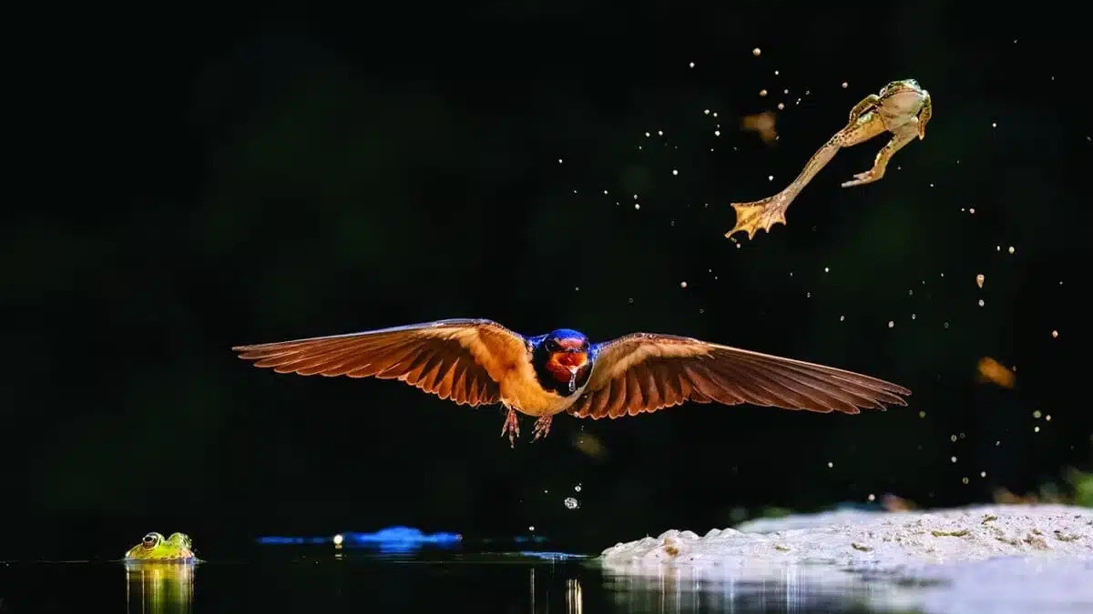 Табиғаттың таңғажайып сәттері: әлемнің үздік фотографтары түсірген ерекше кадрлар