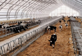 Dairy farms in N Kazakhstan region adopt digital monitoring: How technology is transforming dairy production