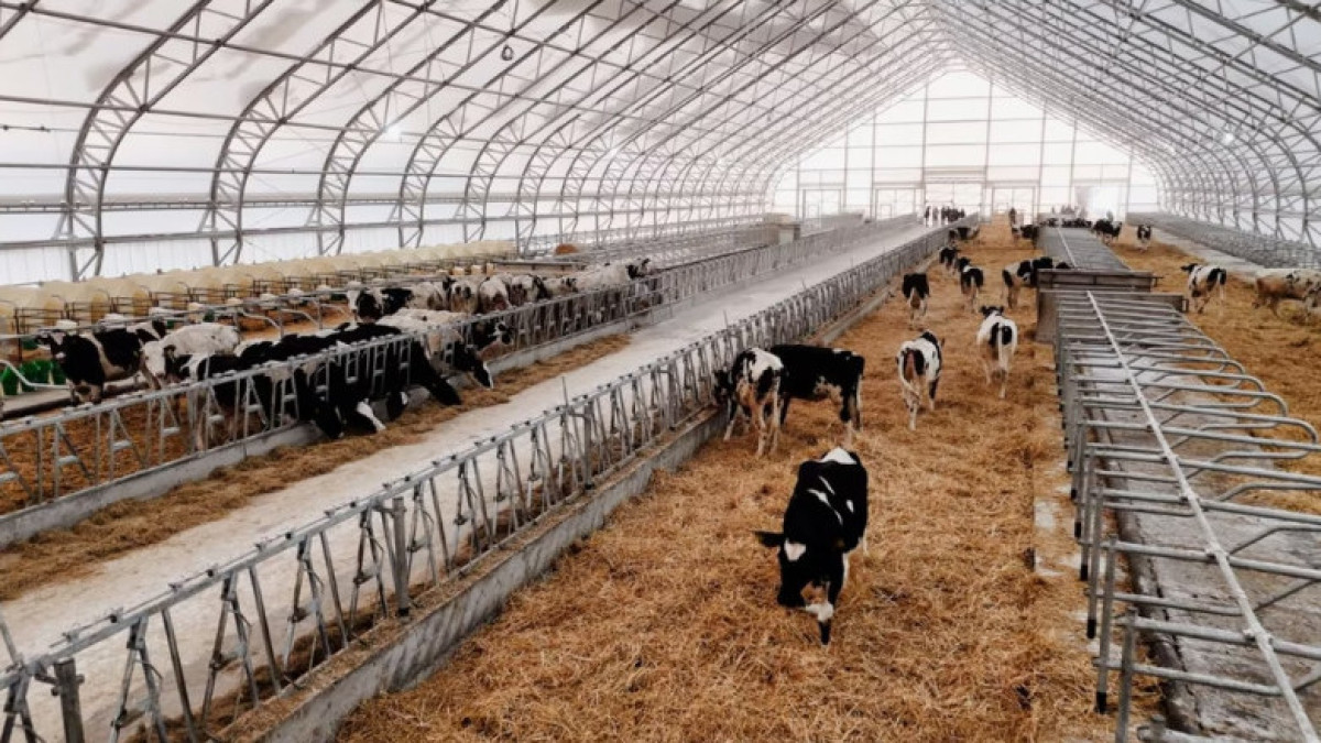 Dairy farms in N Kazakhstan region adopt digital monitoring: How technology is transforming dairy production