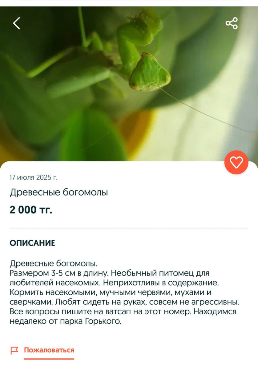 Самые необычные домашние питомцы: экзотика в наших домах Самые необычные домашние питомцы: экзотика в наших домах