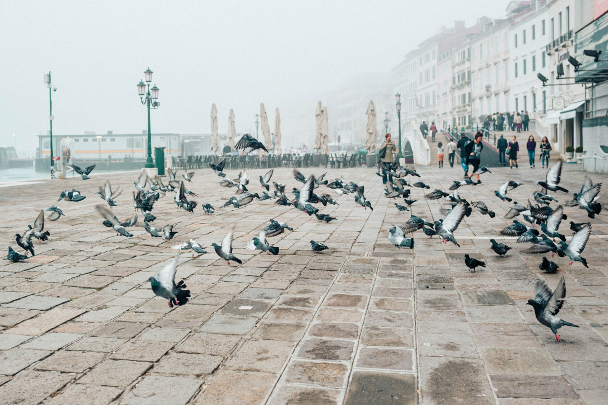 Фото: pexels.com / Сан-Марко алаңындағы көгершіндер