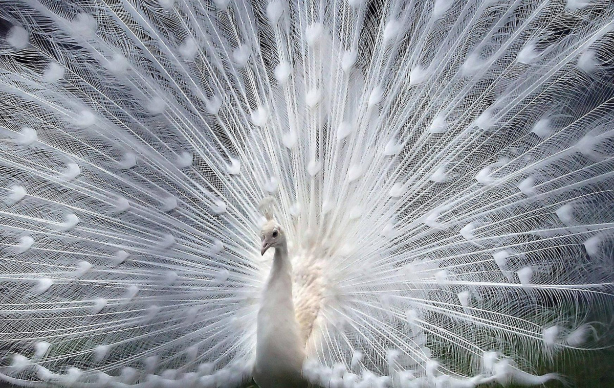 Фото: imgur.com