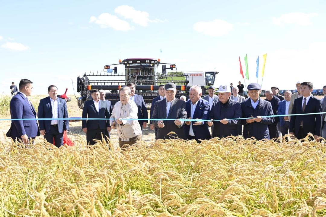 В Кызылординской области началась массовая уборка риса