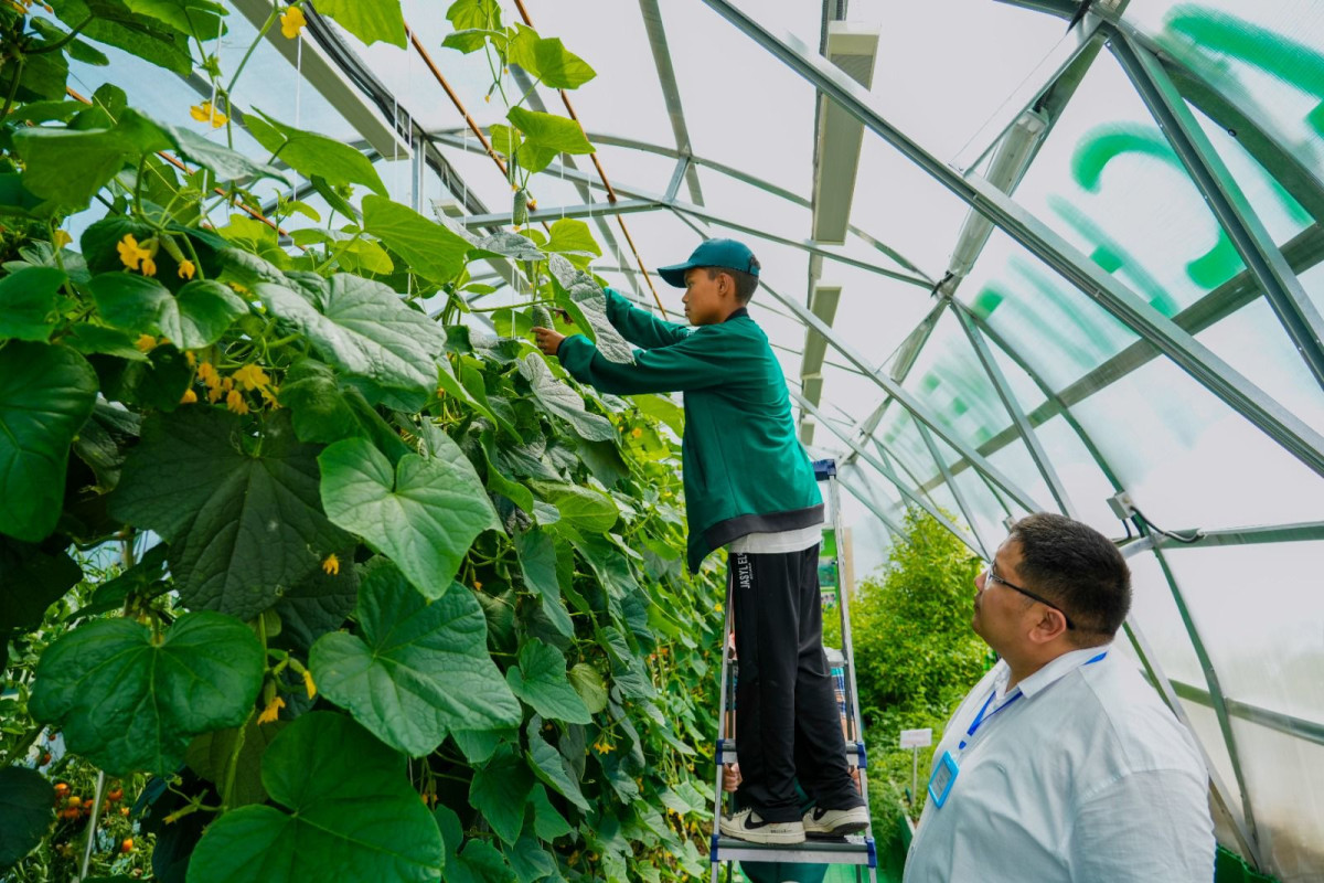 Астаналық оқушылар алма ағашын егіп, жемісін алуда