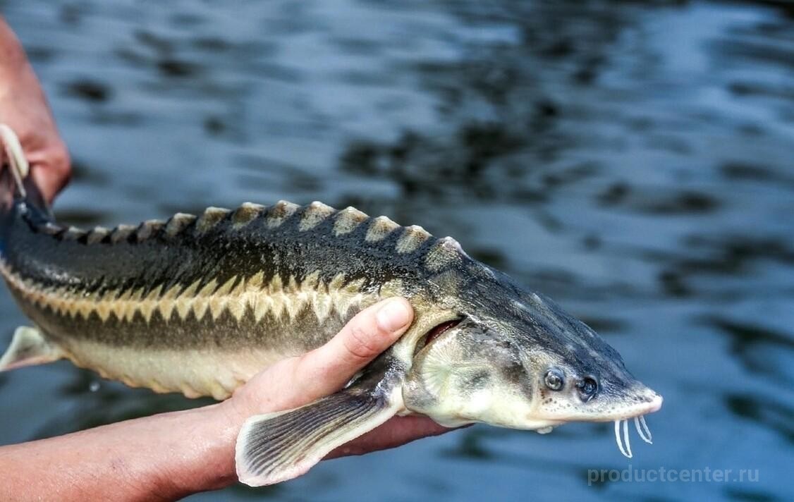 Қарт Каспий де Аралдың күйін кешпей ме?