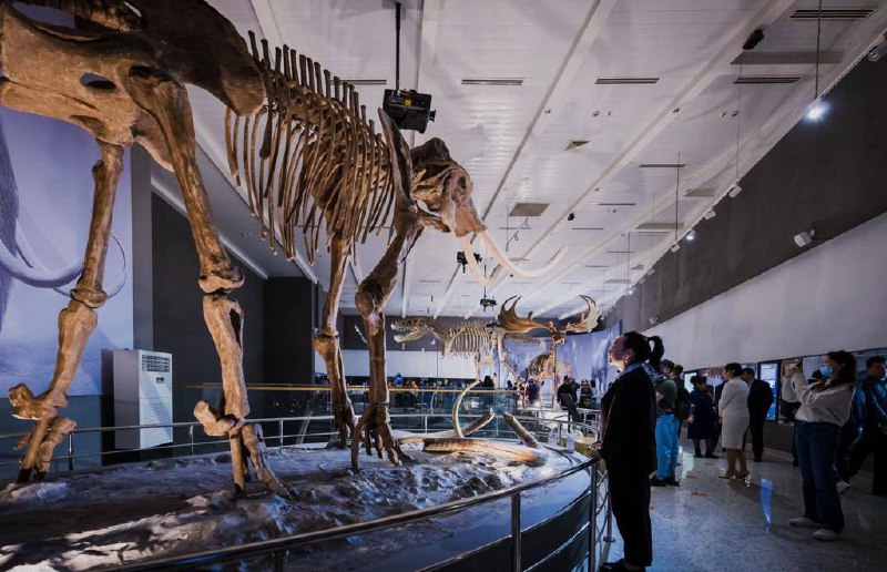 Скелеты доисторических животных выставили в новом зале палеонтологии в Астане