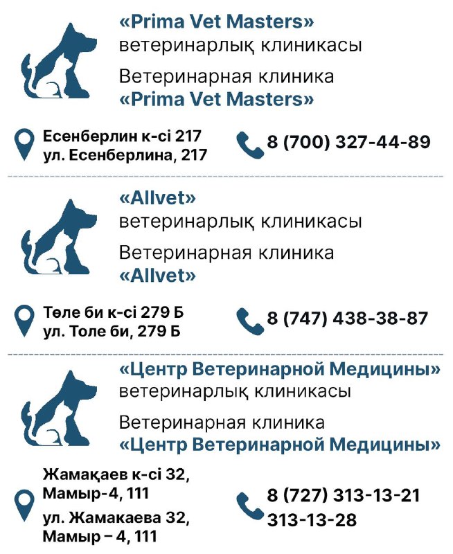В Алматы стартует программа по бесплатной стерилизации домашних животных