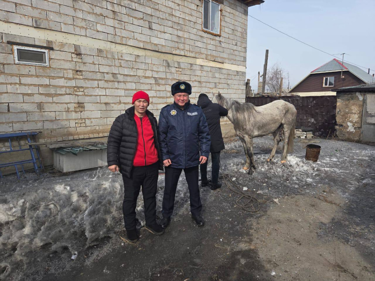 Лошадь скакала по улицам Семея, она сбила женщину и спровоцировала ДТП