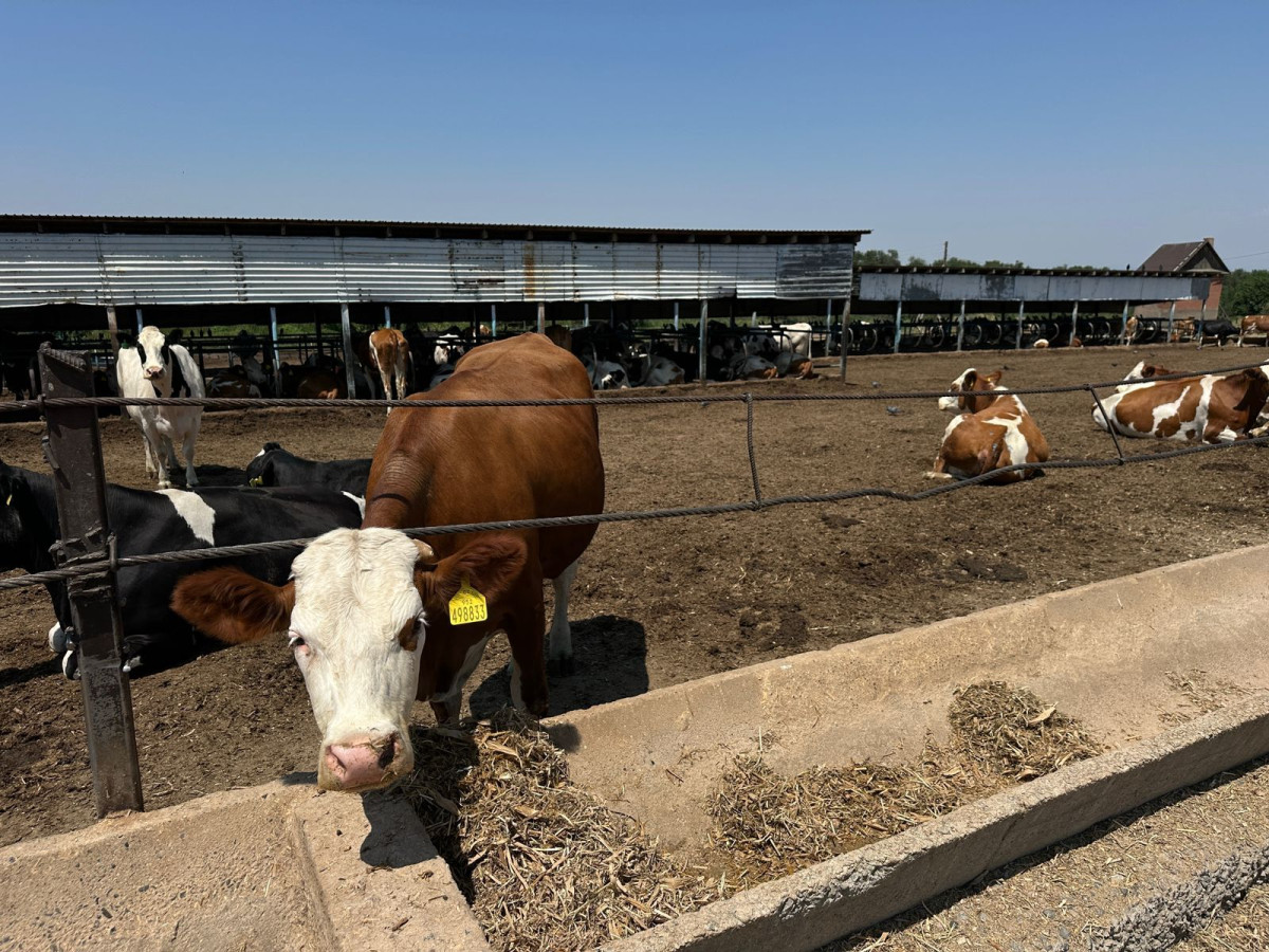 В Алматинской области МТФ увеличили надои молока за год В Алматинской области МТФ увеличили надои молока за год