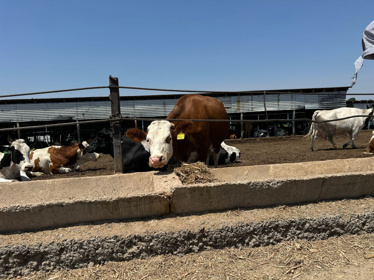В Алматинской области МТФ увеличили надои молока за год В Алматинской области МТФ увеличили надои молока за год