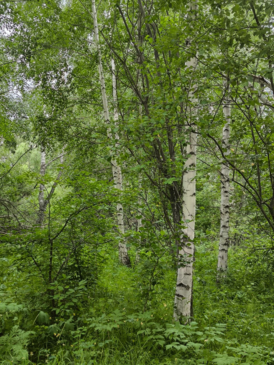База отдыха, Катон-Карагай ©<span lang="ru-RU">El.kz</span>