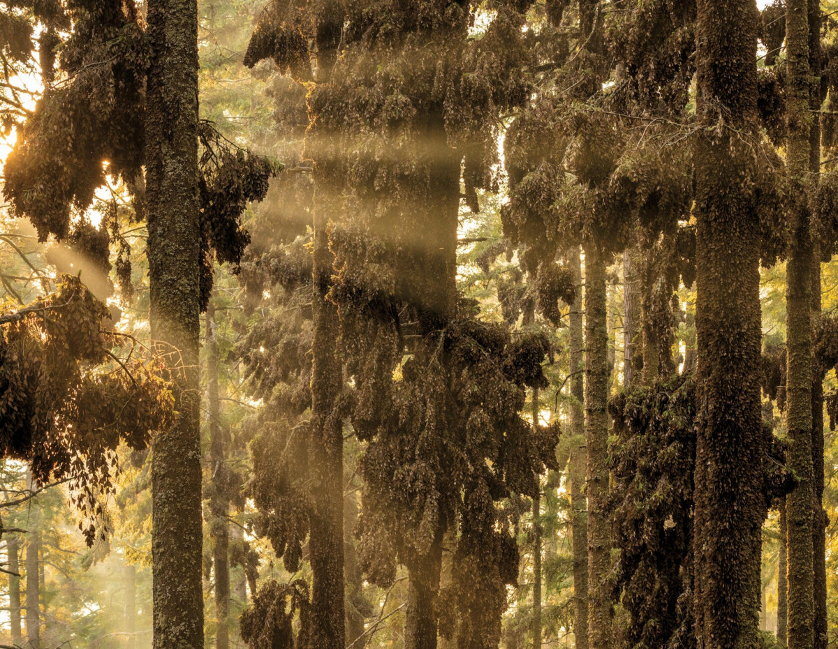 Көз тоймас көрініс: National Geographic әлемнің үздік суреттерін жариялады