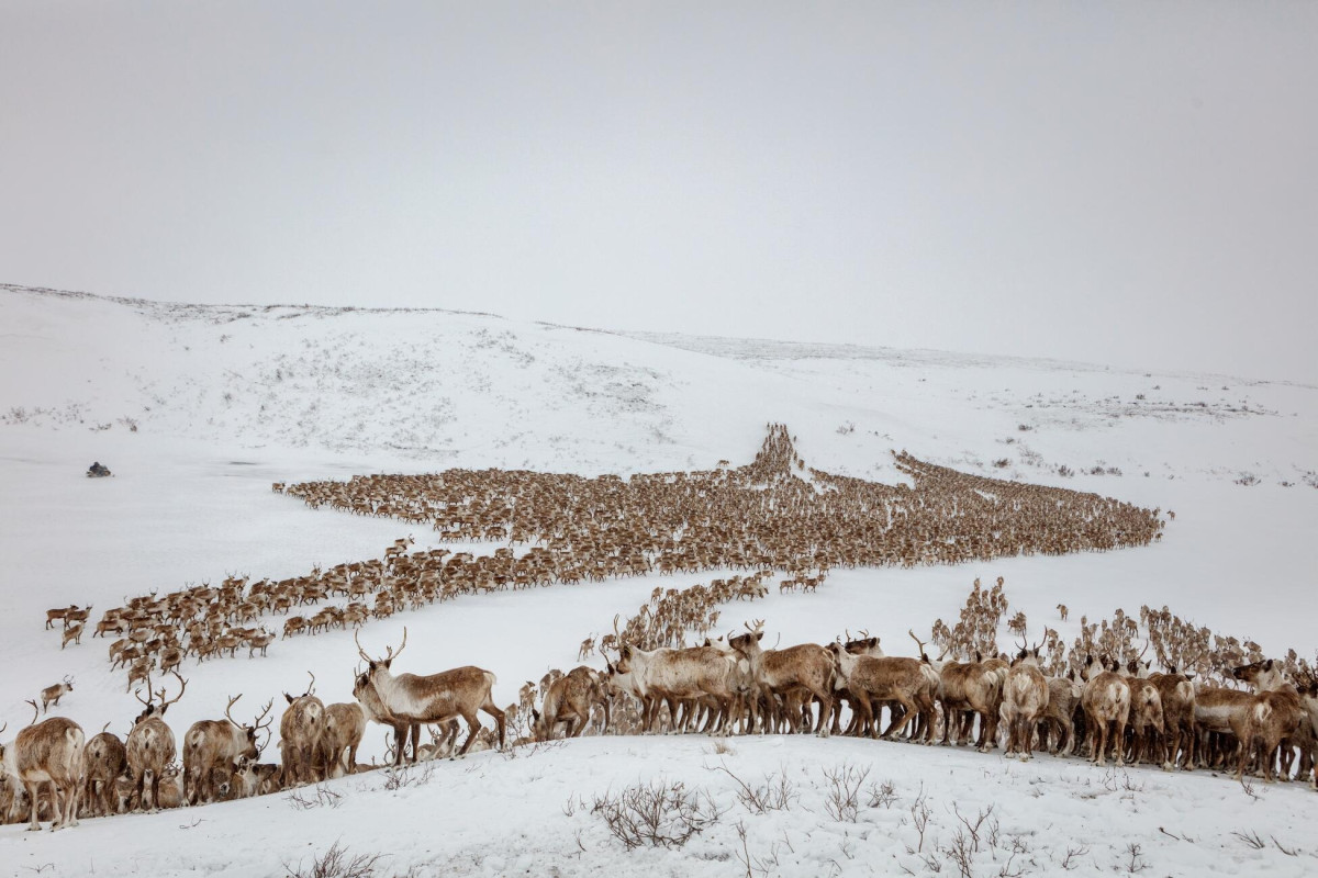 Көз тоймас көрініс: National Geographic әлемнің үздік суреттерін жариялады