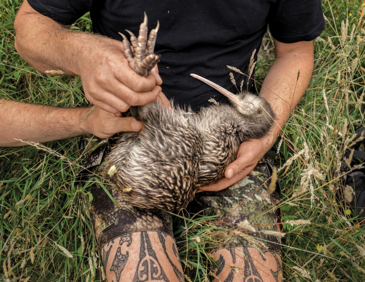 Көз тоймас көрініс: National Geographic әлемнің үздік суреттерін жариялады