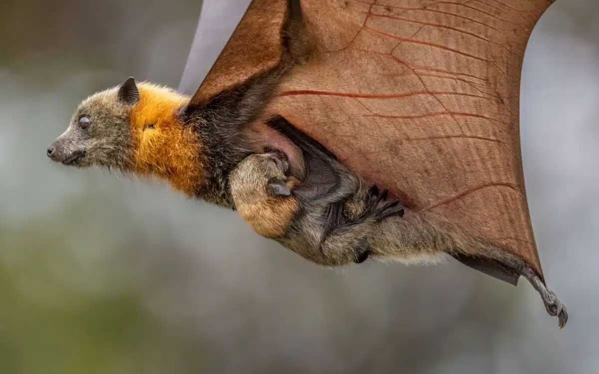 ©&nbsp;Douglas Gimesy