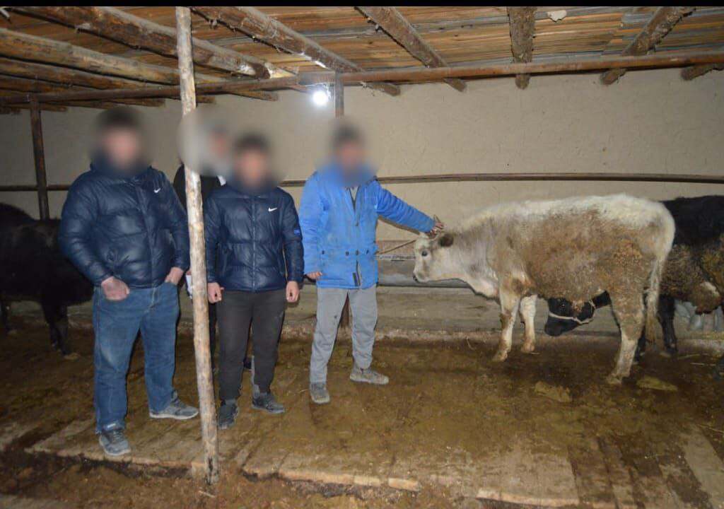 Три группы скотокрадов задержали в Туркестанской области