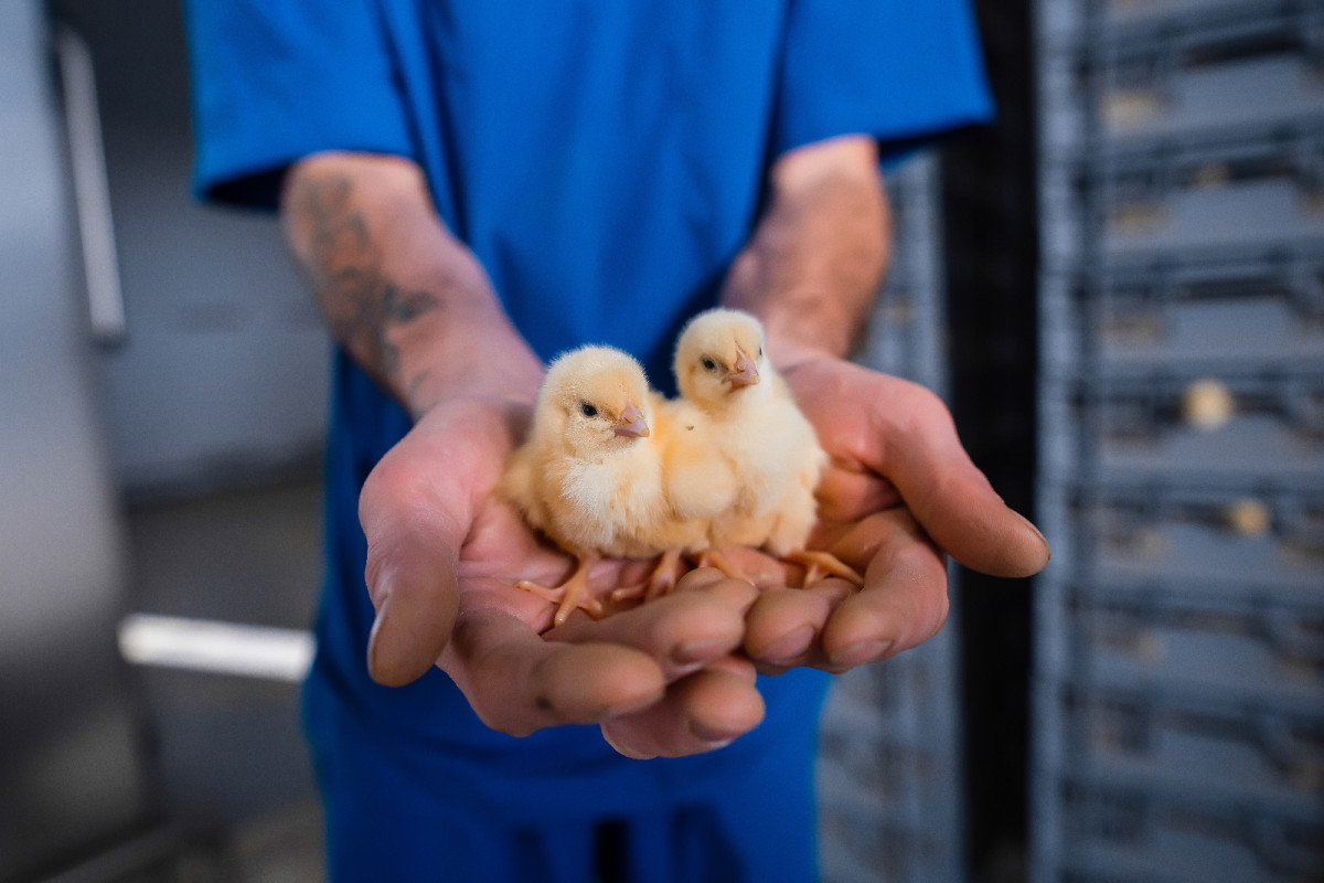 Poultry industry is boosting as a domestic demand increases
