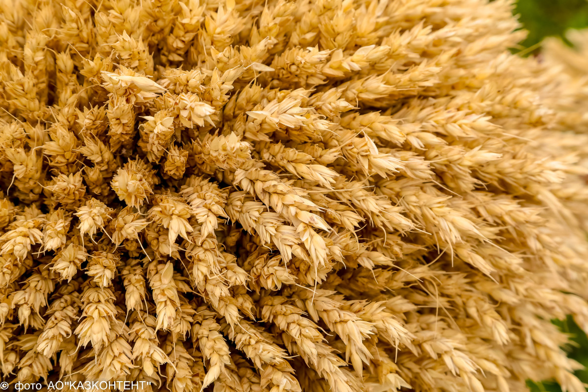 Аграрный рынок Казахстана - точка стабильности в регионе и центр возможностей для инвесторов Аграрный рынок Казахстана - точка стабильности в регионе и центр возможностей для инвесторов