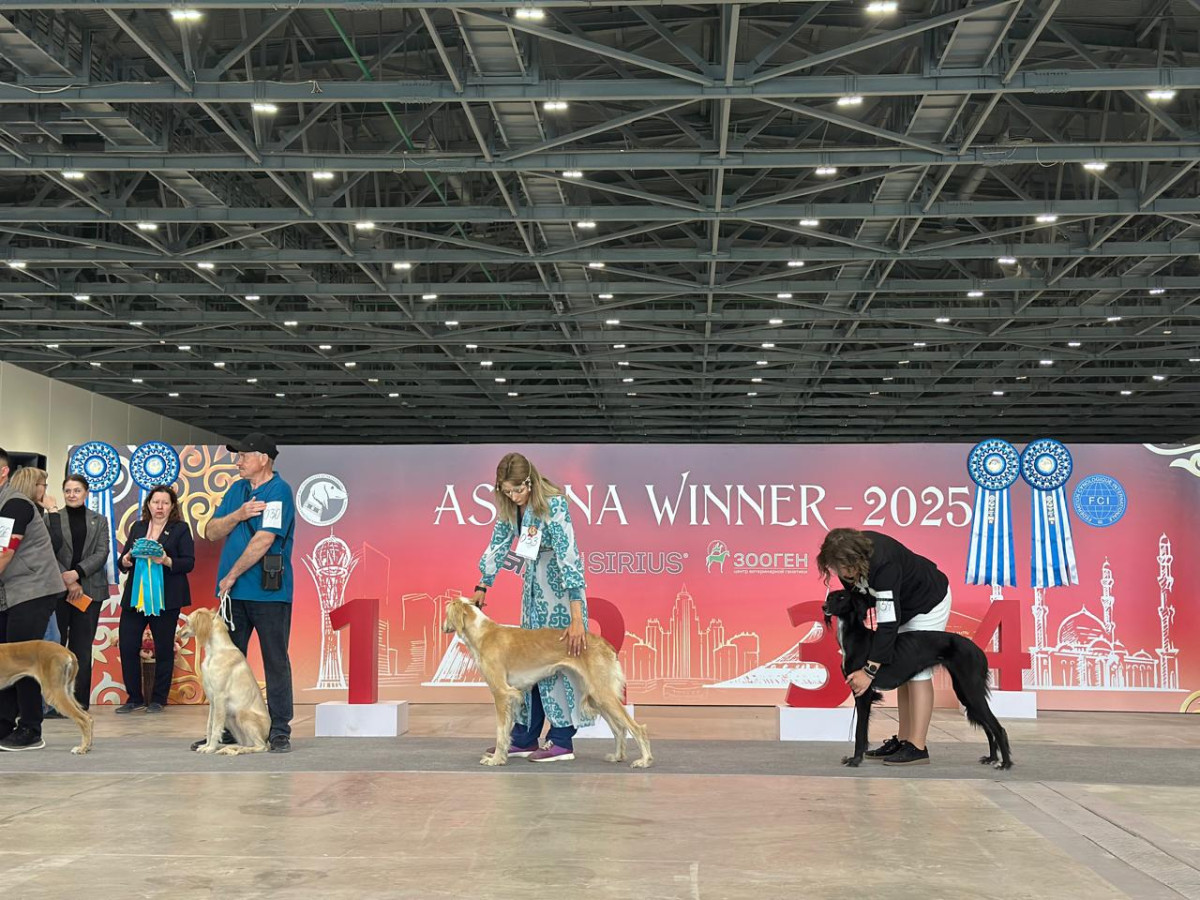 «Astana Winner – 2025»: «Қазақы Тазы» монокөрмесі қалай өтті?