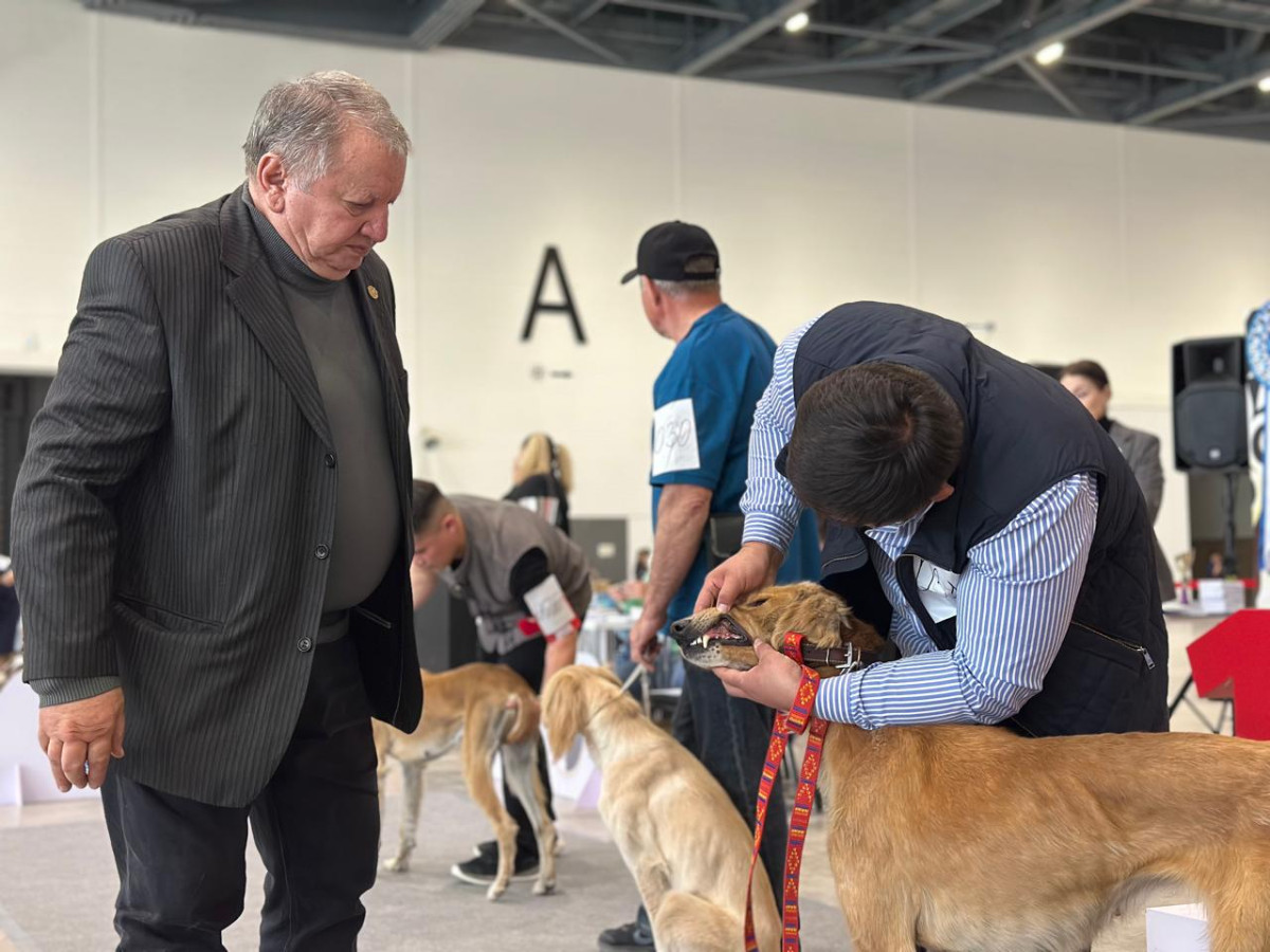 «Astana Winner – 2025»: «Қазақы Тазы» монокөрмесі қалай өтті?