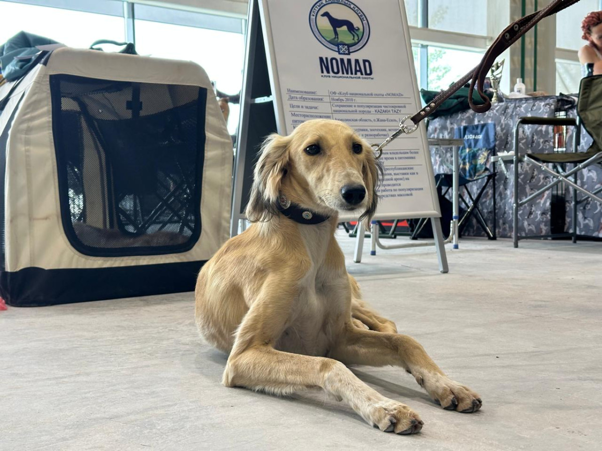 «Astana Winner – 2025»: «Қазақы Тазы» монокөрмесі қалай өтті?